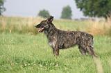BOUVIER DES ARDENNES 405